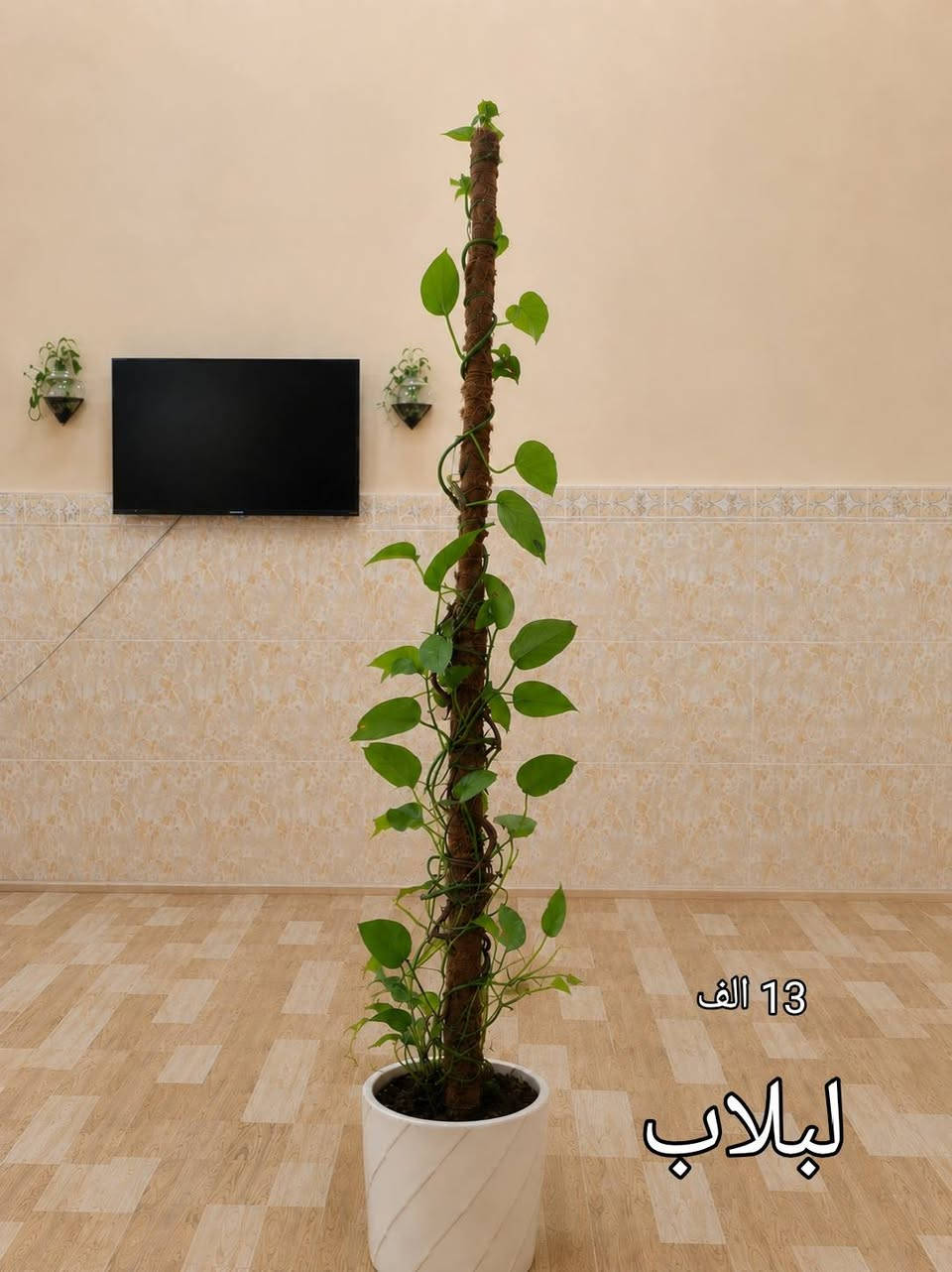 السلام عليكم اشجار للبيع مكان كركوك حي اسره والمفقودين ***********
