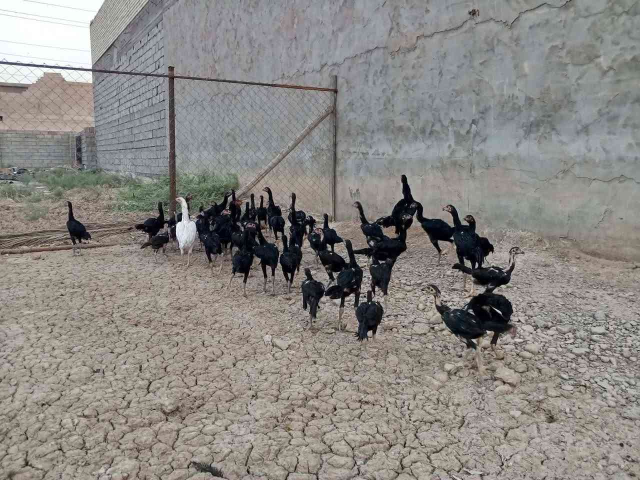 السلام عليكم 
متاح دجاج هراتي فراريج
العدد ٤٠
الاون اسود
ضخمات 
دجاج واحد على واحد
دجاج درجه اولى 

الرقم ***********
العنوان بغداد جسر ديالى تقاطع النهروان
