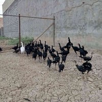دجاج هراتي • ٤٠ • اسود