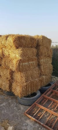 تبن شعير • للبيع
