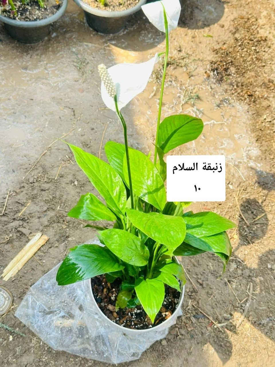 ظليات ❤

نص مكتوب في الصور:
- جلد النمر ارتفاع متر ١٢ الف
- ارالیا ب ۸
- نبات السجاد حجم كبير ب ٥ الاف
- زنبقة السلام
- ١٠