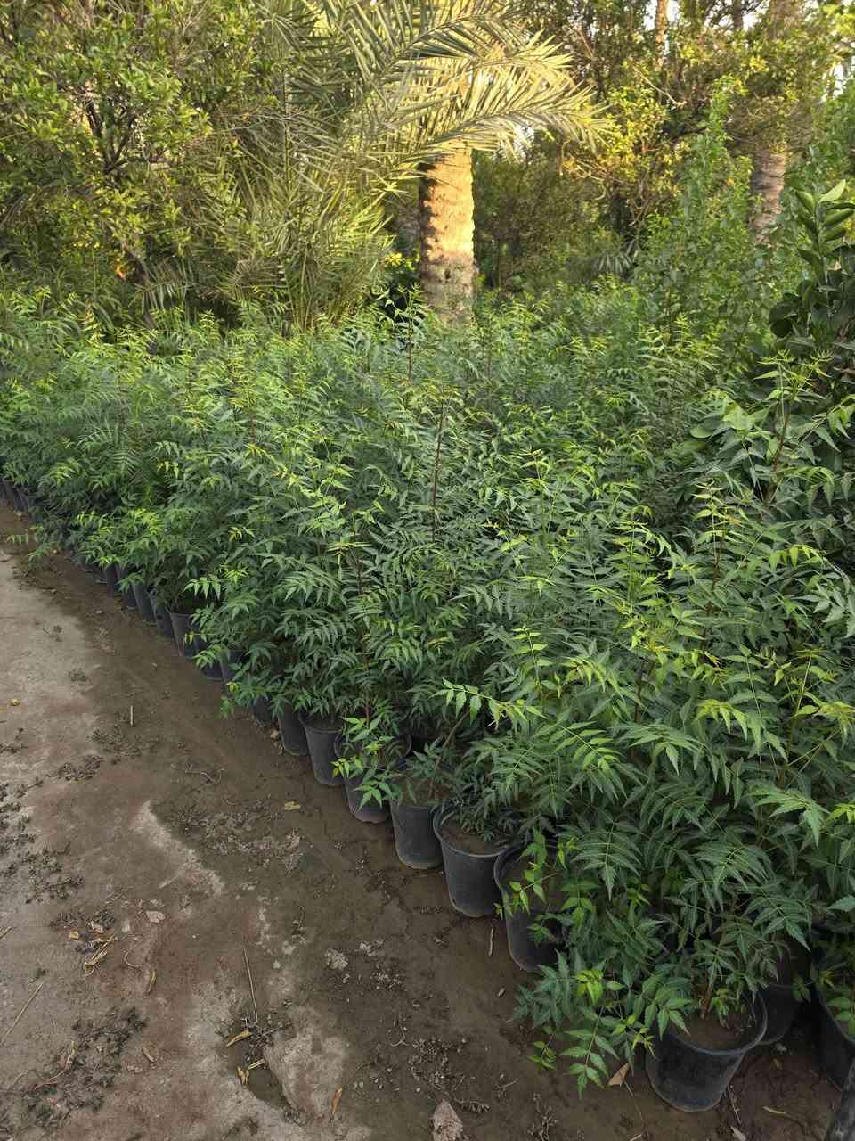 نبات النيم الهندي (Azadirachta indica) 
​صيدلية الطبيعة الخضراء وأحد أشهر النباتات العلاجية في العالم.
​الفوائد الرئيسية:
​مكافحة الآفات: يُستخرج منه زيت النيم، وهو مبيد حشري وفطري طبيعي وآمن للزراعة العضوية.
​العناية بالبشرة والشعر: يمتلك خواص مضادة للبكتيريا والفطريات، فيُعالج حب الشباب، القشرة، ومشاكل الجلد.
​صحة الفم: تُستخدم أغصانه تقليدياً كـ "مسواك" لتنظيف الأسنان وحماية اللثة.
للطلب: تواصل معنا عبر الرسائل أو الرقم: [***********--***********]
📍 الموقع: [بغداد_الكريعات خلف شارع المعارض]
