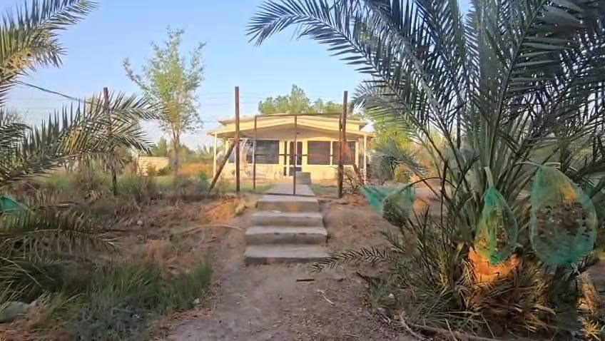 ٦ دونم • ٣١٥ نخلة • سقي تقطير