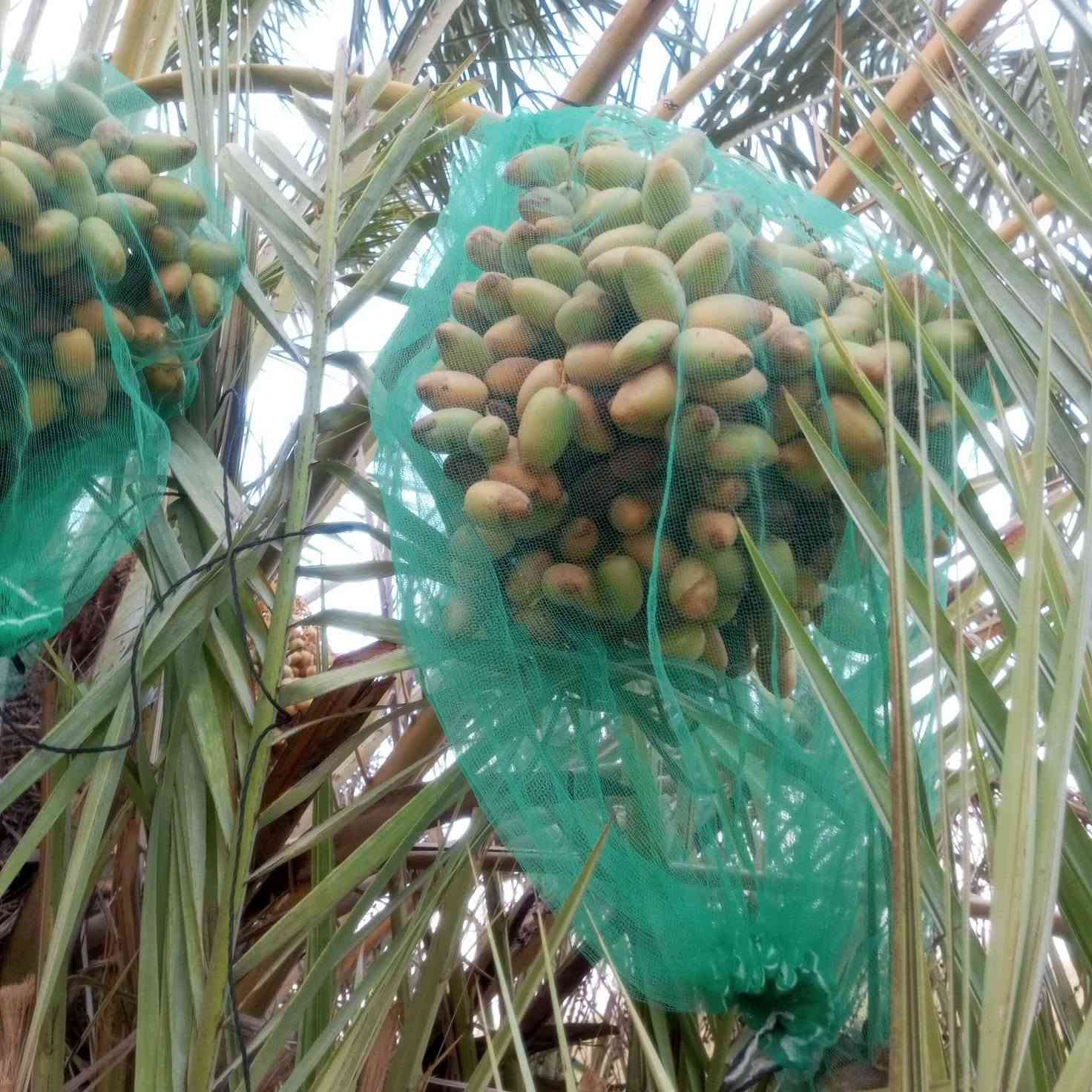 سلام عليكم 
عندي فسائل نخيل للبيع
نوع برحي
مجهول 
مكتوم
بريم
المكن واسط حي الحكيم شراي يتصل وبل خدمه  خوان موسم ذب تجي تاكل وتقلع ولختيار الك *********** وعندي 
صنف اسمه علي عبيد صنف من النوادر وصوره ضالمته الله شاهد حجمه اكبر من البلكه ولمجهول صنف اصبع نادر جداااا
صوره الي معروضه شرصي وخضراوي مندلي اعداد متوفره
