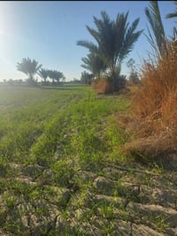 مزرعة • خلف معمل الطابوك • ٥ دونم