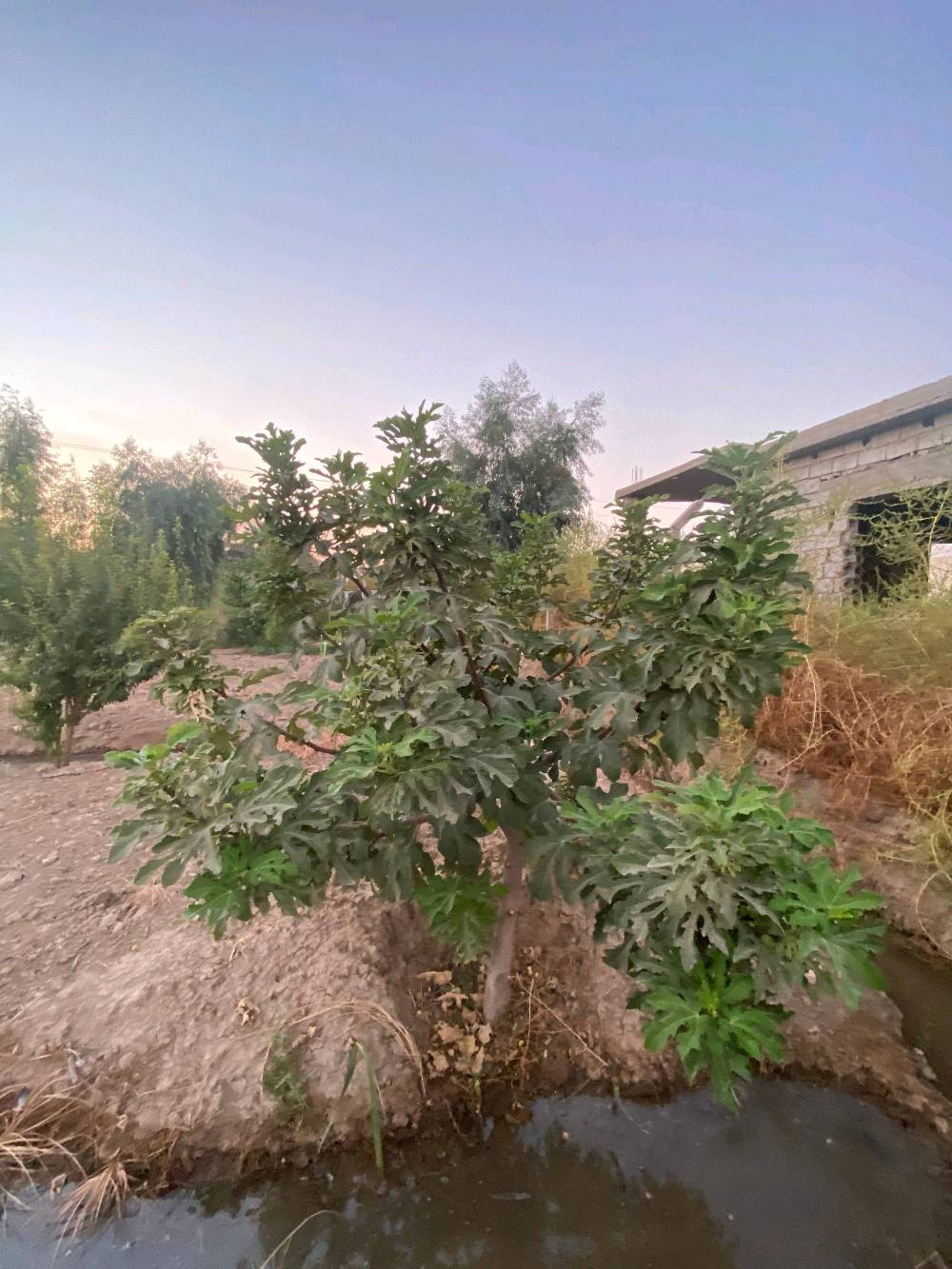 بستان زراعية للبيع الموقع صلاح الدين عزبز بلد مدخل 5  للاستفسار الاتصال بالرقم التالي *********** يوجد فيها آبار عدد 2 وكهرباء وماء حلو واشجار فواكه آلو مشمش تين لنك الدنيا تفاح كوجه الخ