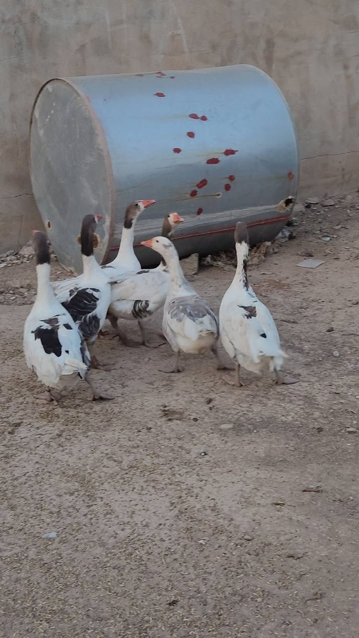 بلاوات • زوج • للبيع