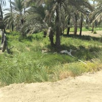 قرب الرنا • طابو زراعي • ٨٢٠م