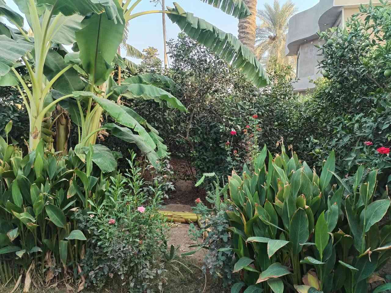 سلام عليكم عندي ربع دونم ٦٢٥ متر مربع ٢٤في٢٦ سند ٢٥ طابو صرف زراعي بي بيت جديد يحتوي على ٢غرفه نوم +حولي جبير وخدمات واستقبال ومطبخ كافت الخدمات موجوده ماء كهرباء مدارس بغداد الراشديه ساده البحيات قريبه على الشارع الرئيسي فحامه راشديه مزروعه حمضيات وبرتقال السعر ١٥٥ مليون للستفسار اكثر اتصل *********** بي وتساب
