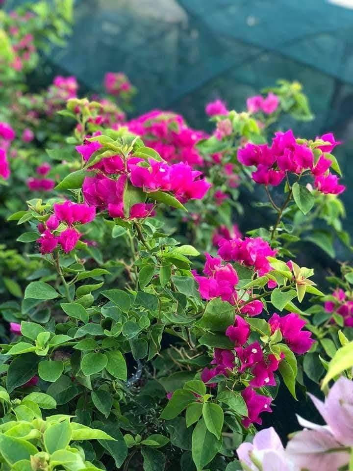 وصول النباتات الخارجيه 

جهنمي قزمي 🌷🌷🌷🌷🌷🌷🌷

اكاسيا 🌿🌿🌿🌿🌿🌿🌿🌿

كالبتوز🍂🍂🍂🍂🍂🍂🍂🍂🍂

ياس عراقي 🍃🍃🍃🍃🍃🍃🍃🍃

شوك المسيح 💐💐💐💐💐💐💐💐

البيزيا البخ 🌲🌲🌲🌲🌲🌲🌲🌲🌲

سدر عراقي 🌱🌱🌱🌱🌱🌱🌱🌱🌱🌱☘️

العنوان مشتل البطحاء الزراعي  مجاور موكب سيد حيدر 

رقم الهاتف ***********
