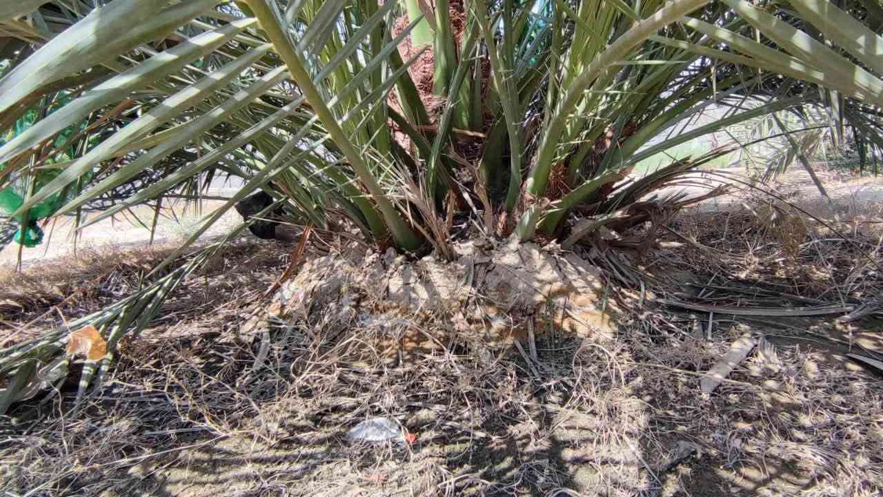 🤲اللهم صل على محمد وال محمد 🤲
🌴 يتوفر الآن فسائل برحي من تحت الأم 🌴
✅ البيع مفرد وجملة 
✅احجام ممتازة- نسبة نجاح عالية 
✅أسعار مناسبة للكميات 
✅مناسبة للزراعة التجارية والمنزلية 
✉️ للحجز والاستفسار الاتصال على الرقم 
*********** او المراسلة على الواتساب.
📍البصرة - سفوان - شارع الجبل
