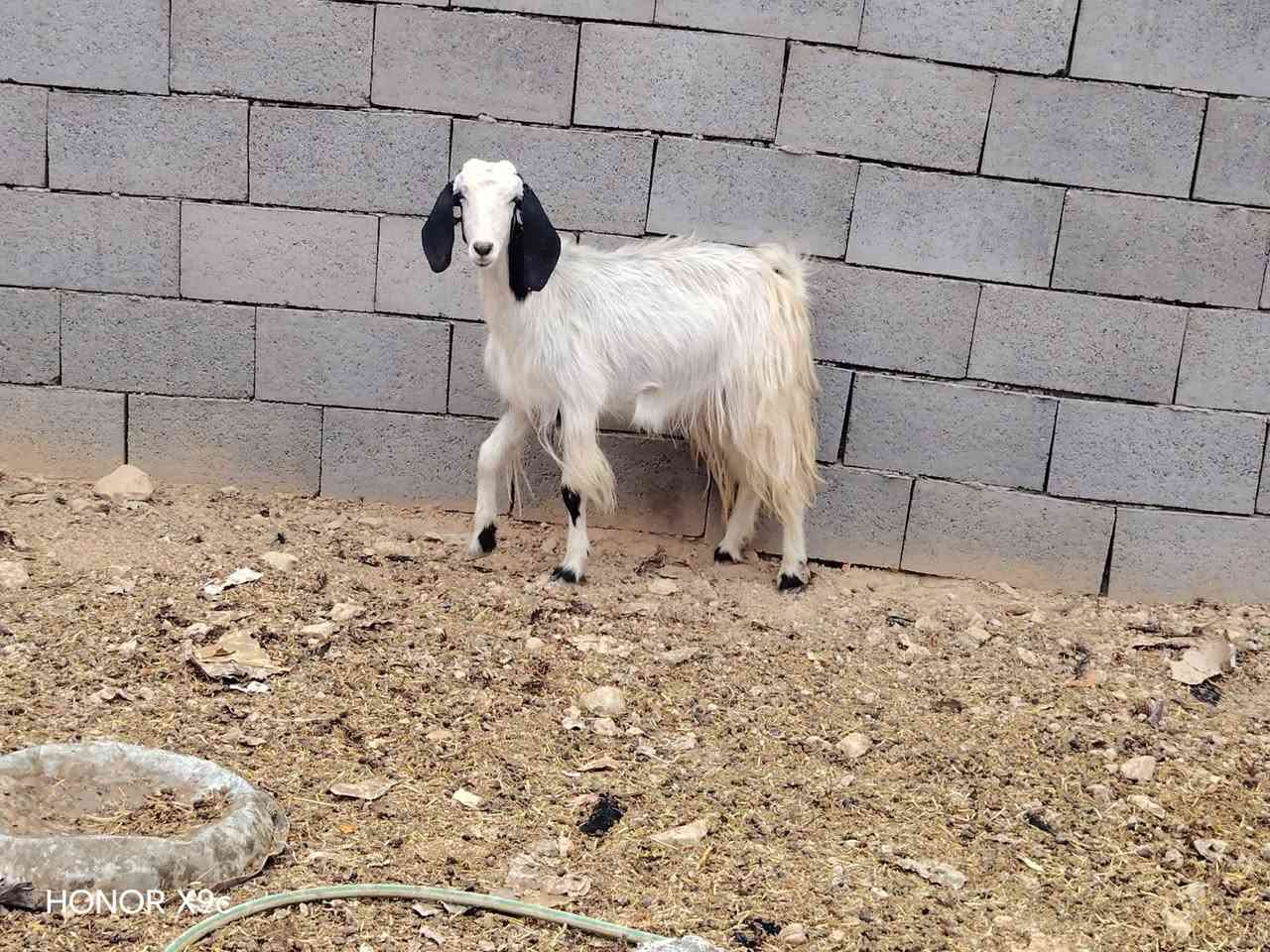 عنز • سمينه • حديثه بني داهر