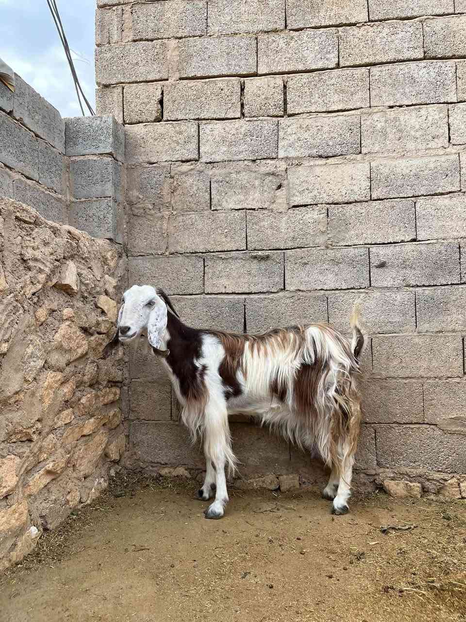 عنز شامية • حليب فول • حي العسكري