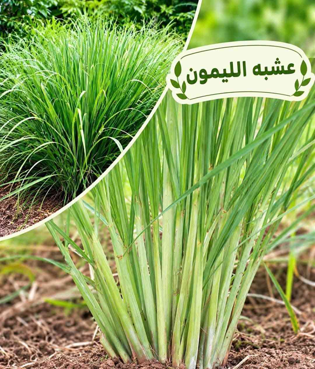 أشجار زينة • أنواع متعددة • توصيل لجميع المحافظات