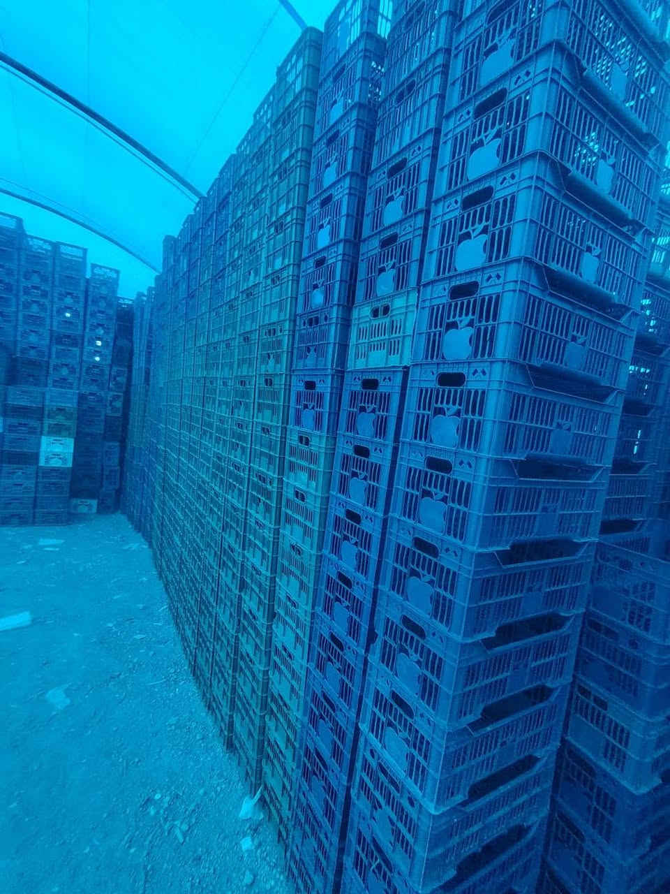 يوجد لدينا سنفوريه للبيع كميه أكثر من2500ستفسار تصال على الرقم ***********
