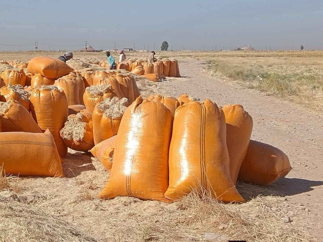 السلام عليكم يوجد تبن للبيع درجة اولى تبن نضيف تبنه ناعمه مال السنة زوج ٥٥٠٠
***********
