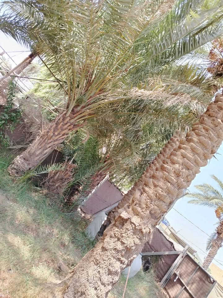 أرض زراعي سند ٢٥ مساحه ٥٠٠ متر طريق السنية السياحي قرب مشروع الماء من جهة الشط تبليط للباب ماء كهرباء نخل وتين وتكي
***********
الاستفسار  ع الاتصال ع الرقم

