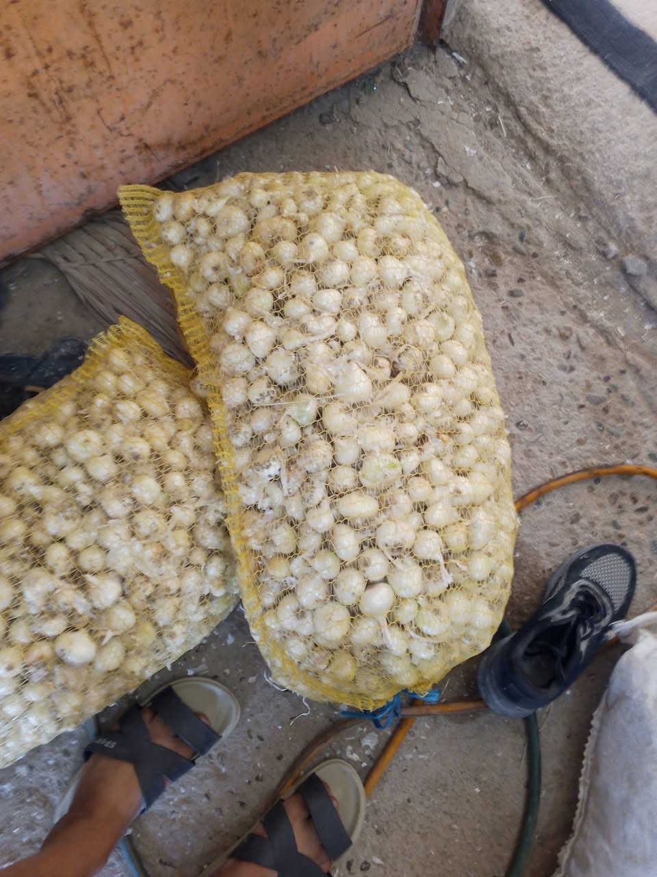 يوجد بصل حار جرخ درجه اولى ناعم مكان بابل كفل اتصال على رقم ***********@

