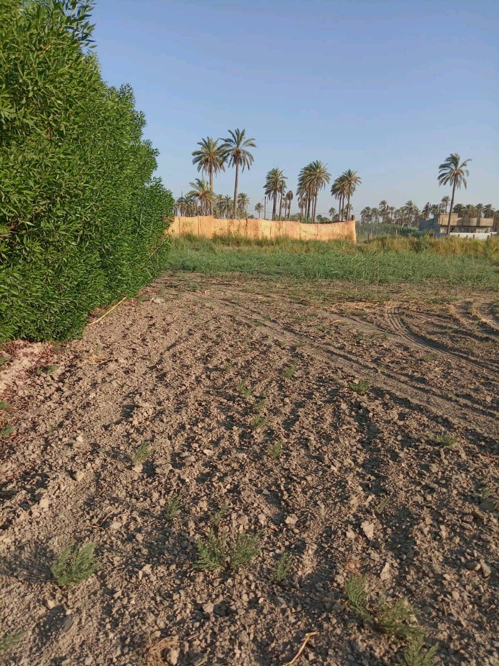 🌿 دونم زراعي للبيع  🌿

فرصة مميزة لامتلاك دونم زراعي بسند 25، مع تحويل رسمي مباشر باسم المشتري.

📍 الموقع:
طويريج – الرشيدة، قرب سيطرة 19 على طريق محمد العابد، ويبعد أقل من 300 متر عن الشارع المبلط.

✅ جميع الخدمات متوفرة.
✅ موقع مناسب للسكن أو الاستثمار.

📞 للتواصل:
اتصال أو واتساب: ***********