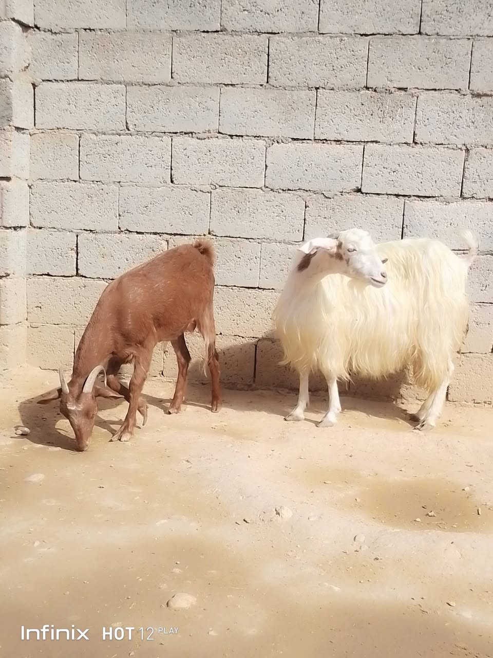 انفينكس هوت12 بلاي • حيل فتايه • القائم الكرابله