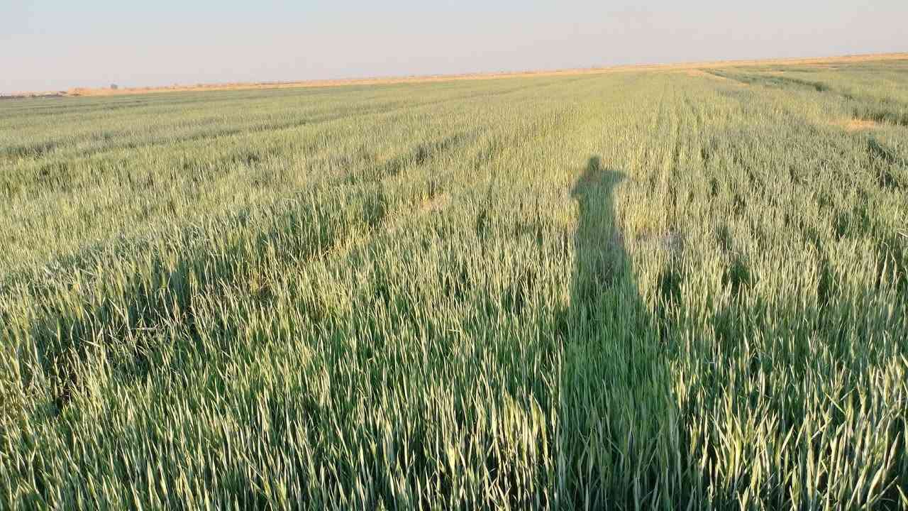 السلام عليكم ورحمة الله وبركاته للأيجار ارض زراعيه خصبه درجه اولى المساحه ٥٥ دونم معدل ليزر ماء سقي سيح قنوات اروائي مكان الأرض واسط قضاء الصويره رقمي ***********
