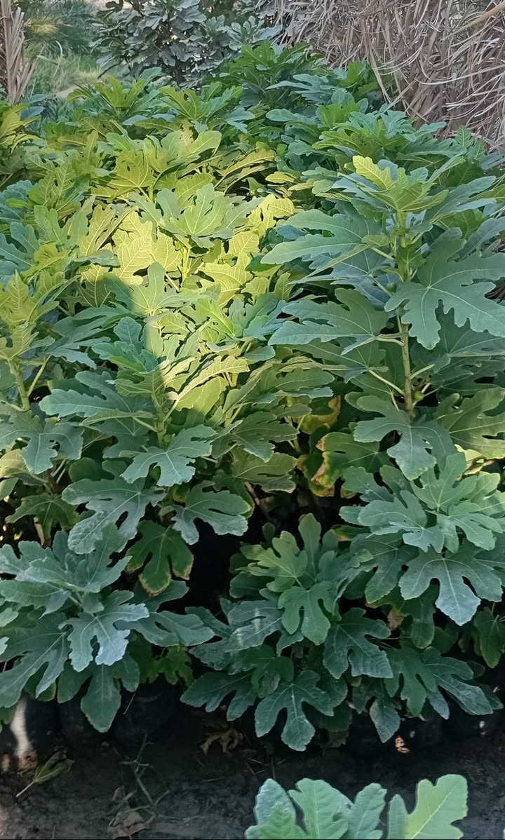 على بركة اله
🌞🌴.... البيع. شتلات تين ....🌴🌞🌴 
     🌞🌱تين اسواد تين بن مسلم🌱🌞🌱
     🌞 🚨.  المكان    بابل.      الكفل.🚨🌞
     🌞 جمله فقط
     🌞 جمله فقط
     🌞جاهز الزراعه 🌴🌴
     🌞اقل كميه ١٠٠ شتله 
     🌞التصال ***********📞📞
     🌞رتفاع متر. وأكثر🎄🎄 . حجم سندانه كيلوين 
     🌞ملاحظه. الشراي. يتصل🪩🪩
