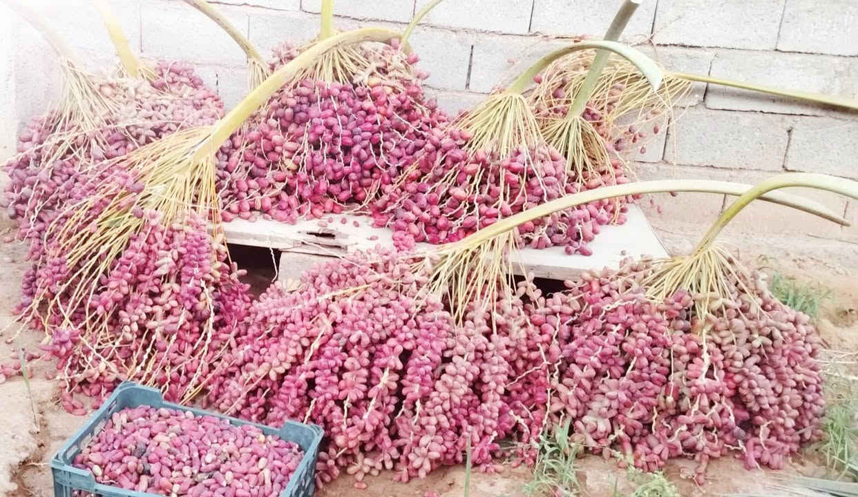 للبيع تمر جديد علف الاستفسار*********** العنوان قرب مدرسة القائم للتعليم الأساسي

