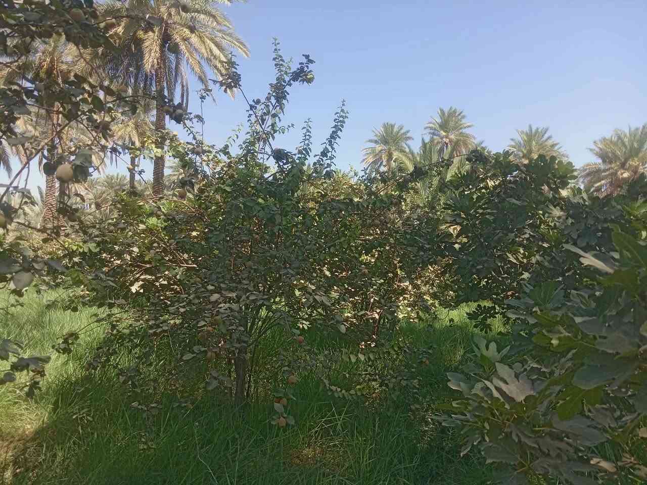 السلام عليكم
بسم الله الرحمن الرحيم. 
يوجد مزرعة للبيع.  طابوا زراعي سند 25. بستان. 

المساحه 20 دونم. 

متكونه من 500 نخله متنوعه.  برحي مع الفسائل. ومكتوم مع الفسائل.  زهدي خستاوي.  شكر. 
  مع 600 شجرة تين بني مسلم. حمال جديد. حديث 
مع 3 دونم عنب. متنوع 

 50 شجرة  رمان. حمال. نوعيه امريكي ويمني. 

 30 شجرة سفرجل.  حمال. 

والارض مزروعه جت. 

وتحتوي على بيت مرتب ونضيف. جاهز للسكن 

وحقول عجول. نضام حديث. 

تحتوي على محوله كهرباء خاصه بس للبستان. 

مع ماطور كاز.  حديث. 
مع نحالات كهربائية. 
 
نهر خاص من الشط. 24 ساعه وتوفر ماء للسقي.  خير من الله. 
ماء اساله فول البوري كدامة.  

الارض واجهيه عل شارع تبليط450 متر 

نزال 150 متر 
 
مشموله بالسلف.  تكدر تسحب سلفه عليه 800 مليون. 

الموقع. بابل. الهاشمية.  منطقه التياس.  
اي ستفسار خاص اوواتساب

***********

