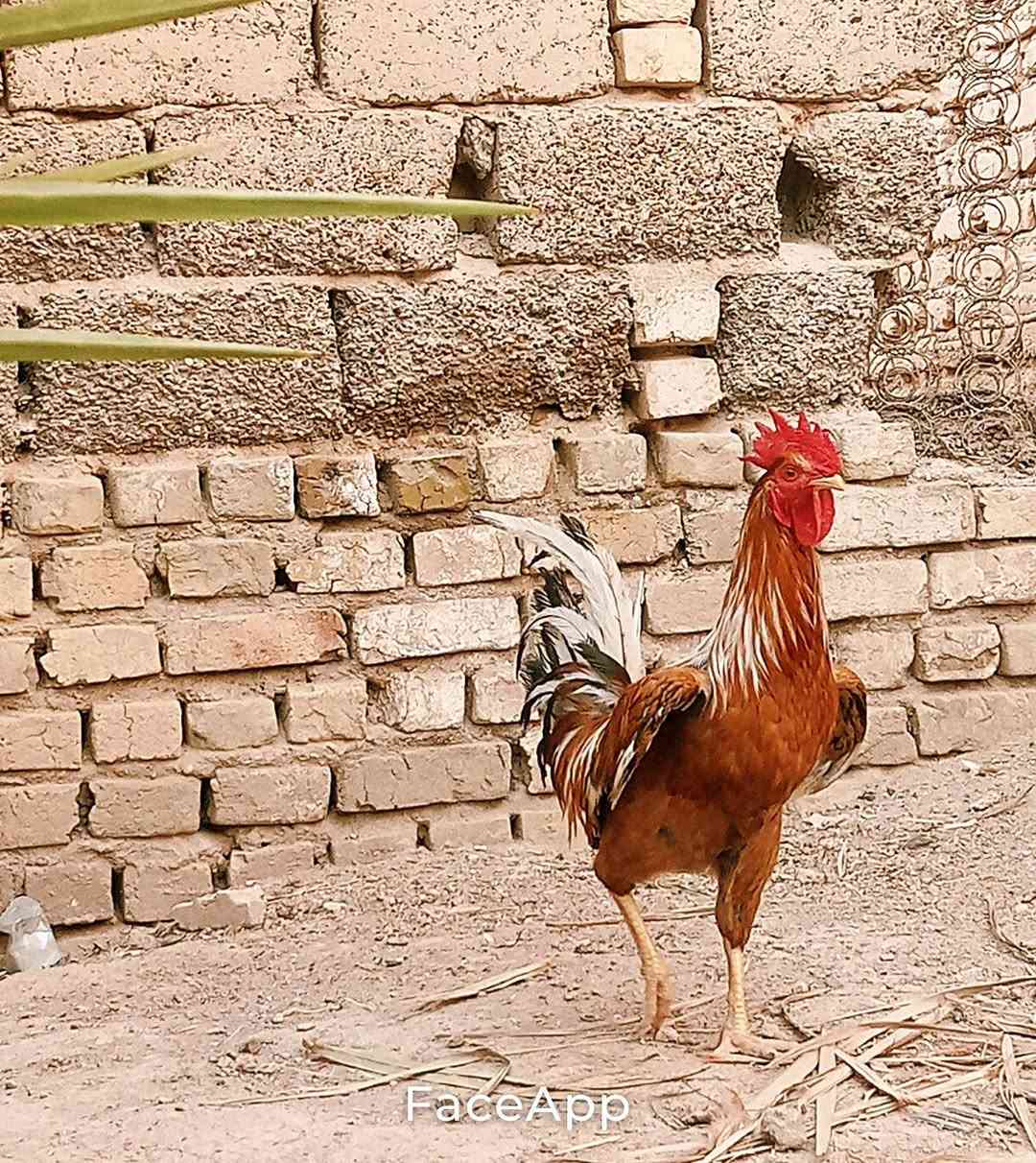 انفينكس هوت 11S • أصلي • سبع البور الضباط