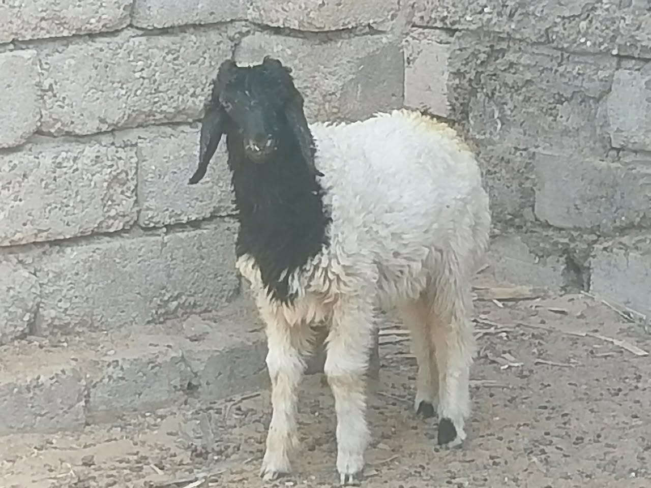 طلي مال ربط شرط نصاحه المكان بيجي الشراي يتصل عل رقم 📱 ***********
