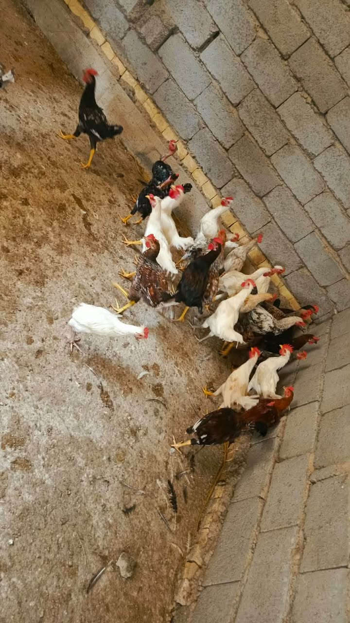 ٣٠ ديج • أبو غريب • الحمدانية