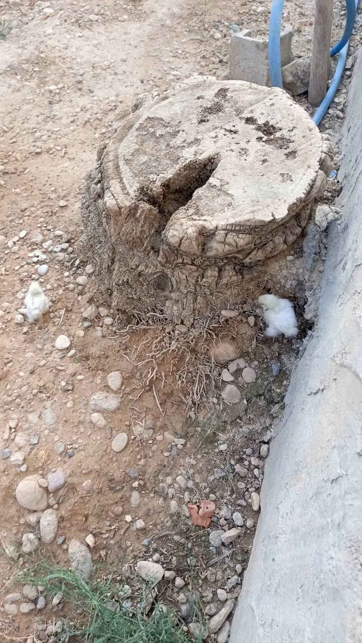 لاسلكي • خمس صوابع • ازرك