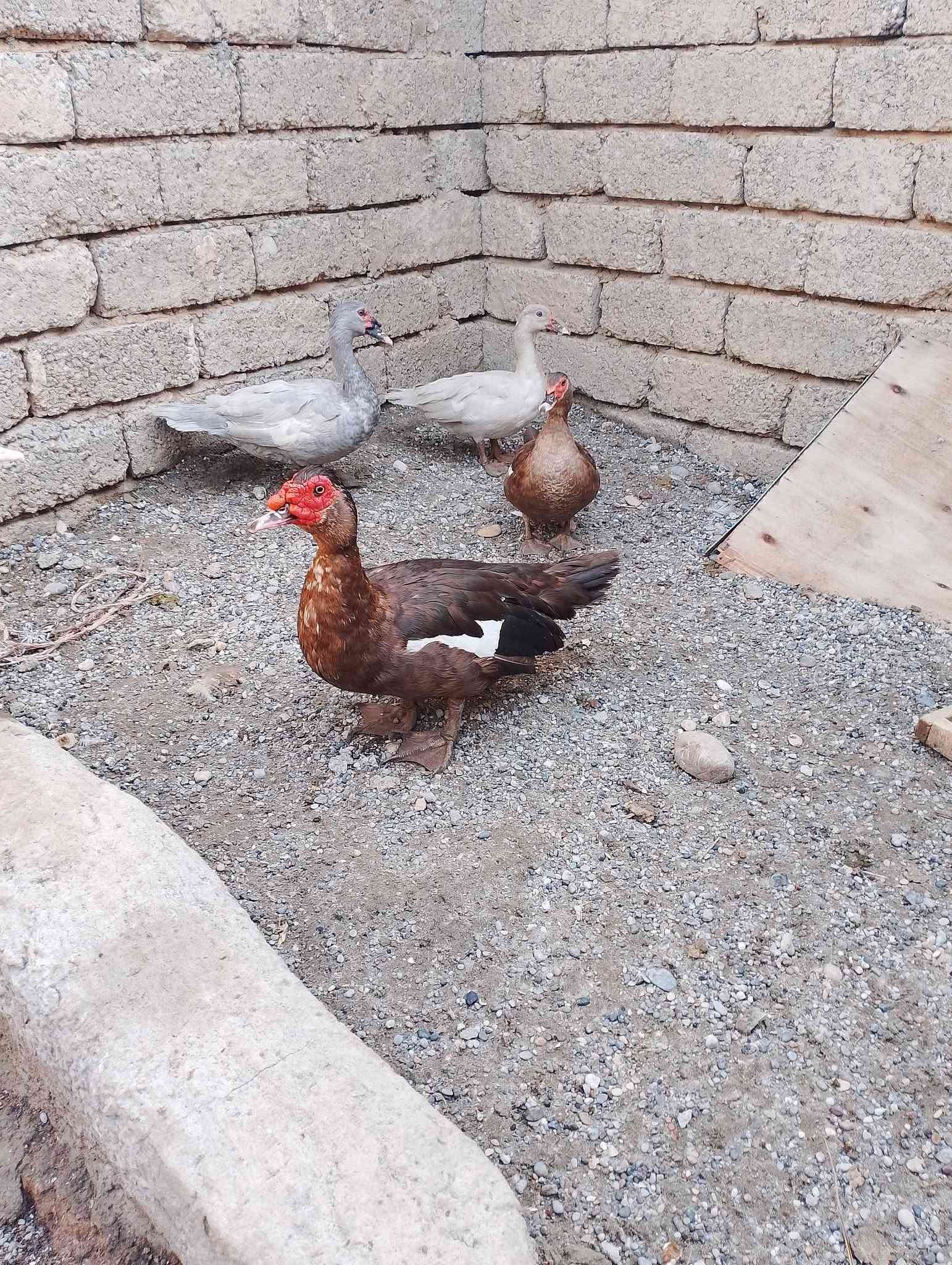 فراريج مسقووف   عمر من  6  اشهر لي7  فراريج سلطاني عمر 4 اشهر    5 تك بطات رصاصي وزوج احمر بطات   خابر ونتفاهم ***********
