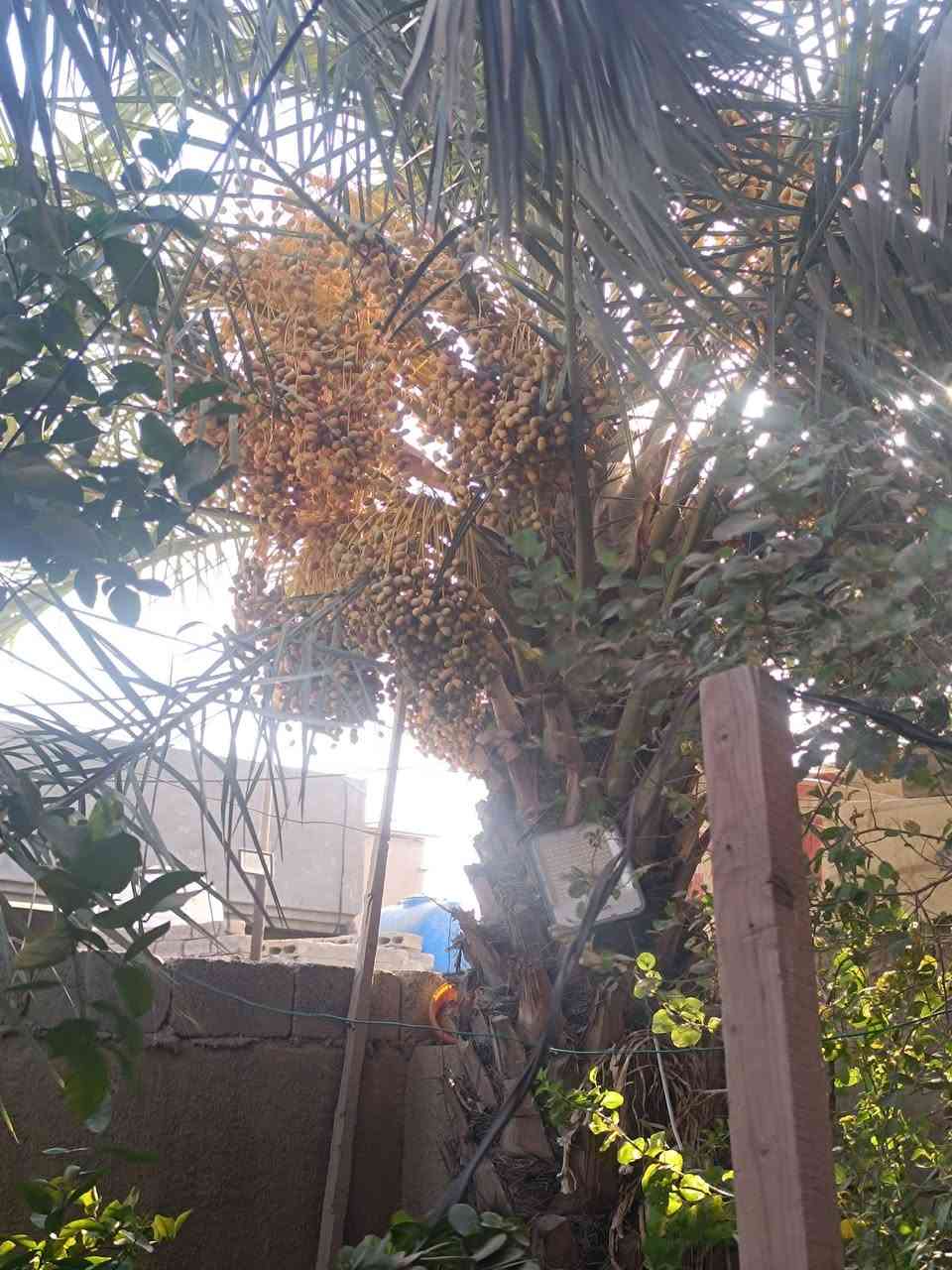 طابو زراعي • أبا ذر الغفاري • ٣٠٠م