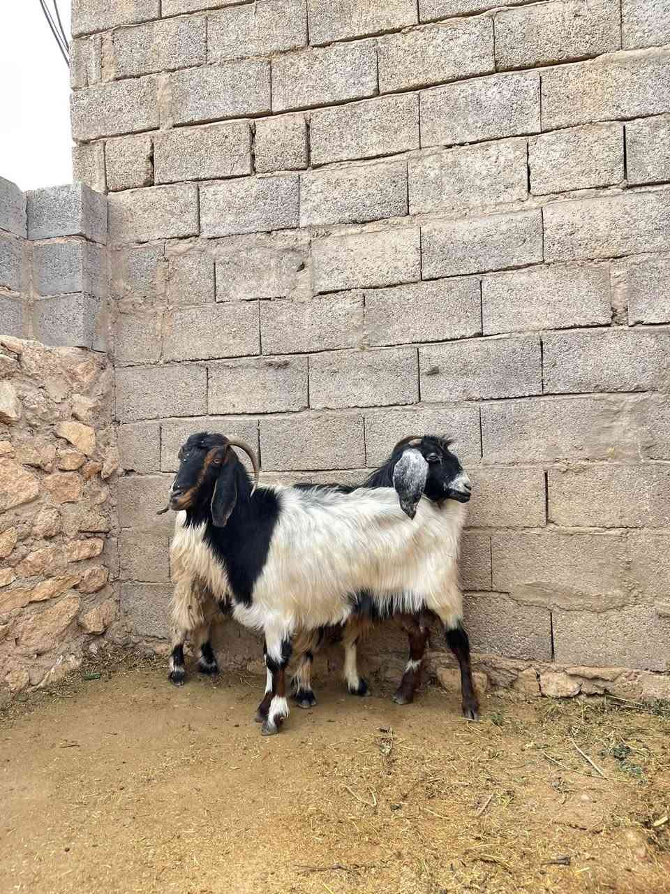 زوج معزا • خشنات • ضمان