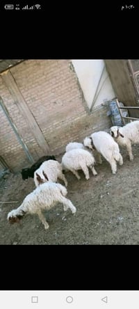 طليان • شلع • مكتوب بالصور