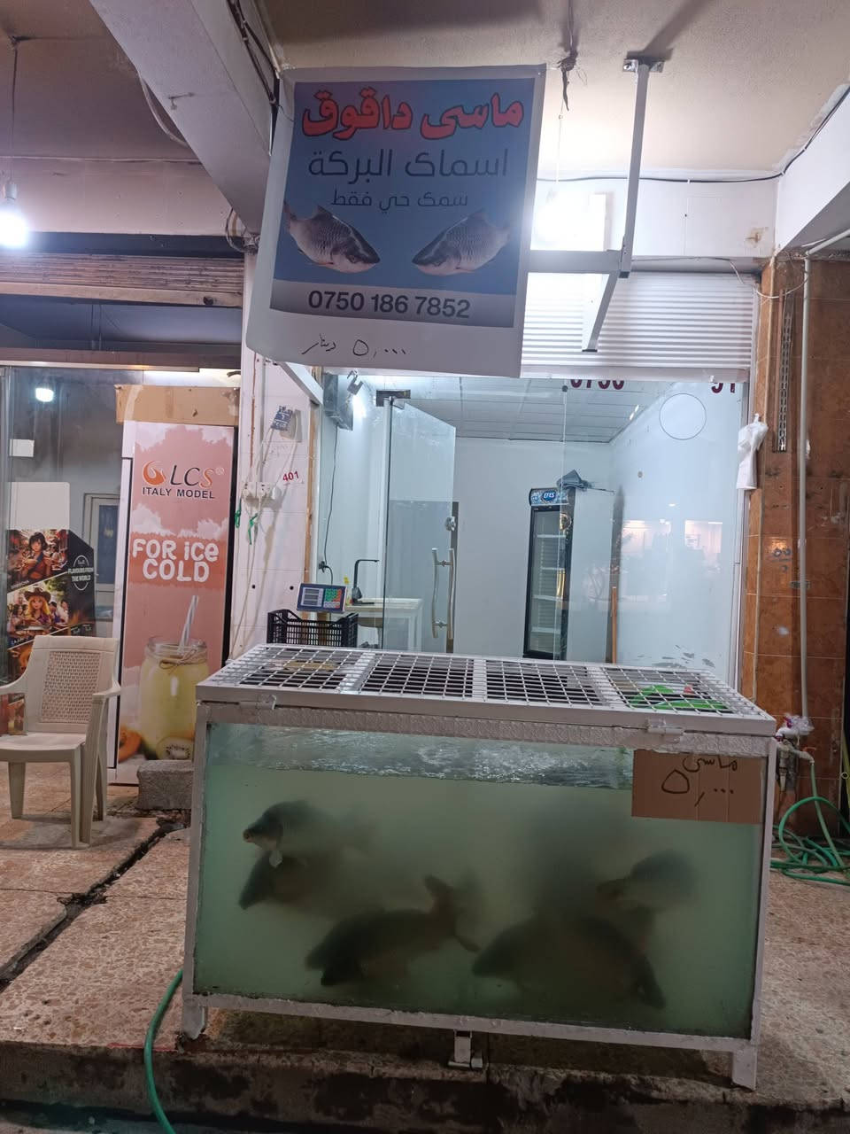اسماك داقوق • كارب • هفلان