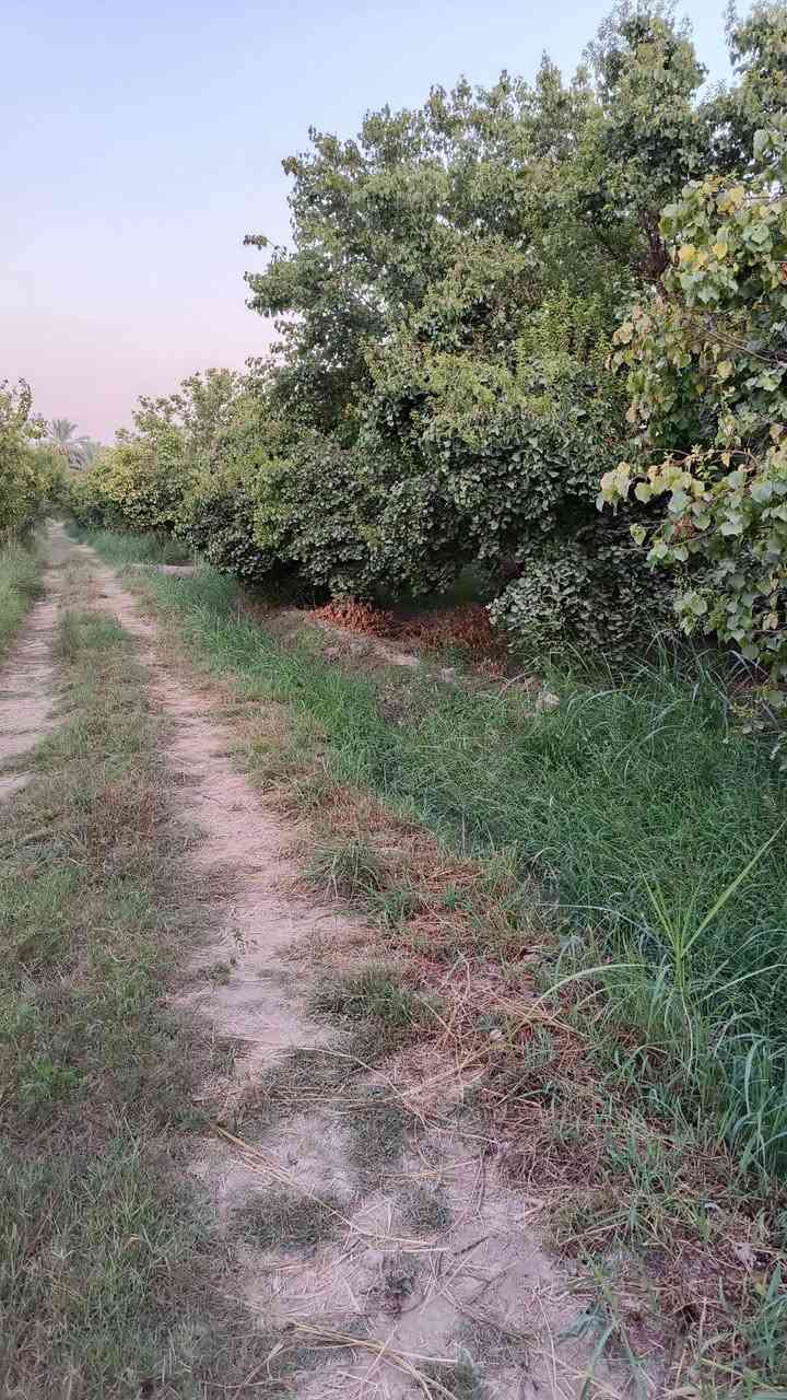 سلام عليكم أرض دونم البيع مناصفه سند 25 بغداد شاطئ التاجي قرب جسر المثنى مشجره مشمش 🌲
رقم الهاتف ***********
