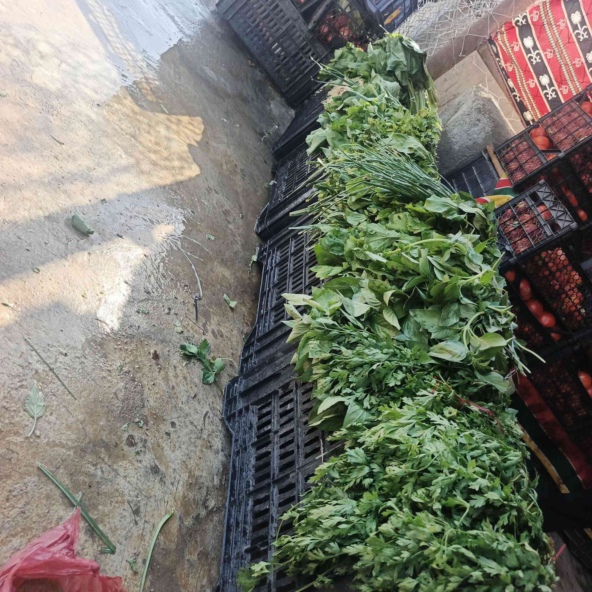 السلام عليكم علوه التساهل ترحب بكم عروض اليوم 
طماطه 400
بتيته 900
كوجه درجه اولي 750بل صندوك 
فلفل مزحلط درجه اولي الكيس 5000 الوزن 13 
بذنجان درجه اولي شرط ب 400 
تفاح درجه اولي 750 
ركي عل سجين شرط 3 بلف مال مشاريع 
ركي 250 
عنب من 250 الي 1250 
جميع انواع الحشايش متوفره 
كل نوعيات  الخضره متوفره 
العنوان ال كرابله شارع البره شرجي المدرسه النهضه الشرقيه مجاور اسواق التساهل
