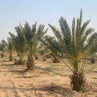 طابو سند٢٥ • ٣٠ نخلة برحي • كافة الخدمات