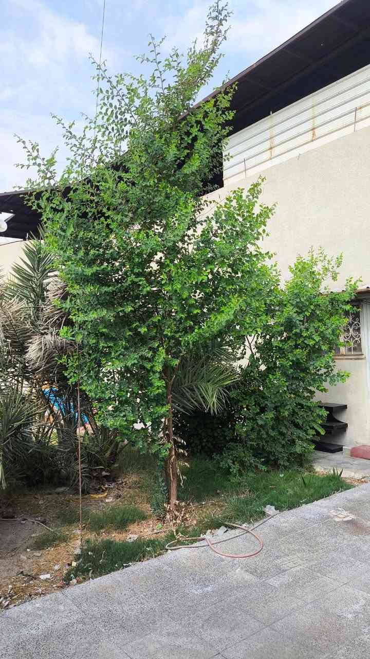 البصرة أبي الخصيب • ١٣٥٠م • ٣ غرف نوم