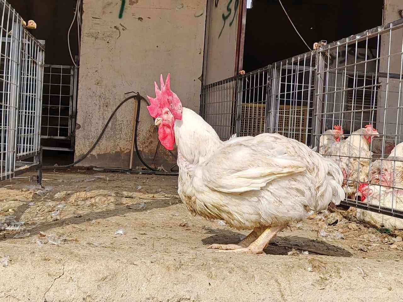 دجاج ديوكه • دجاج أمهات • مع التنظيف