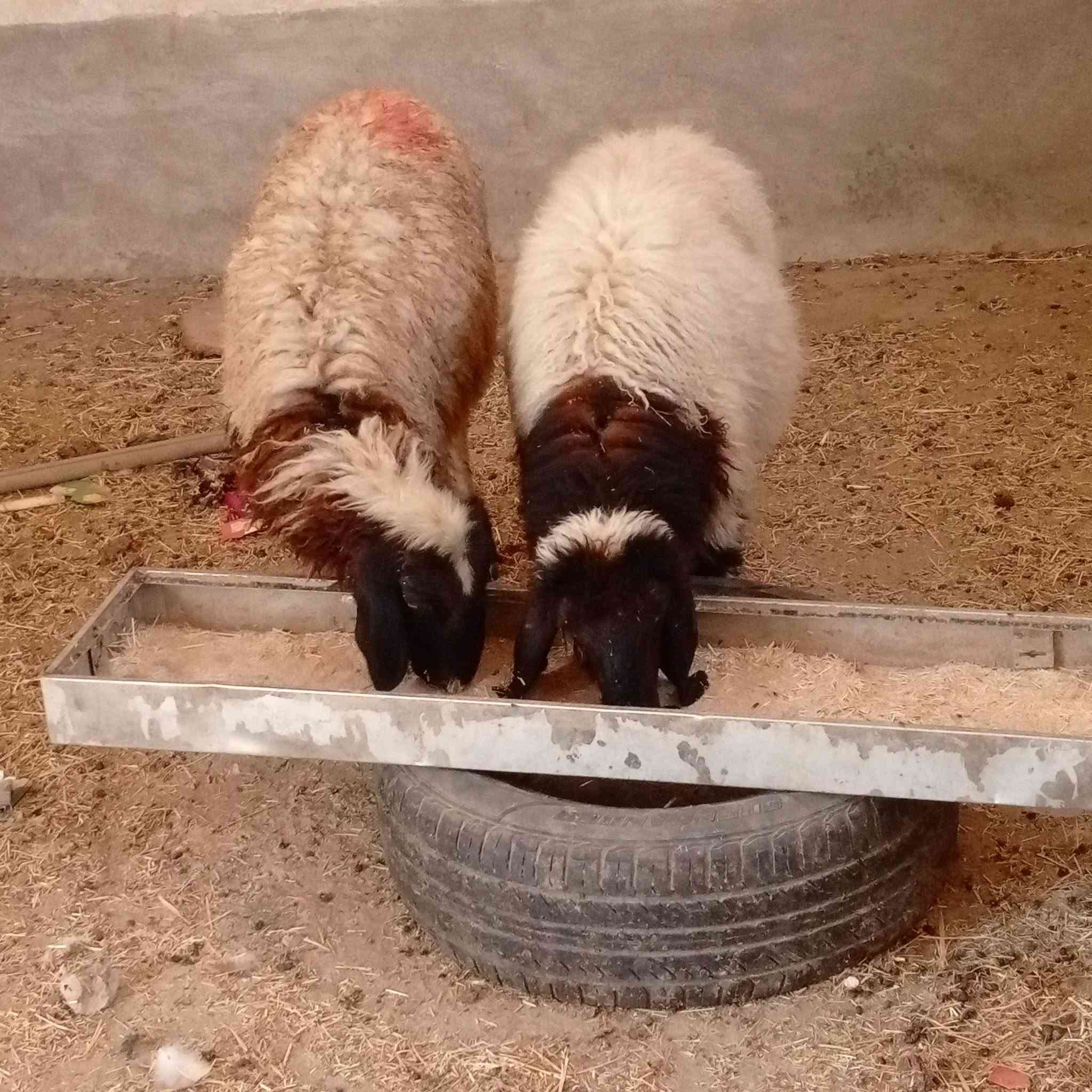 فطايم • خشنات • ربط وذبح