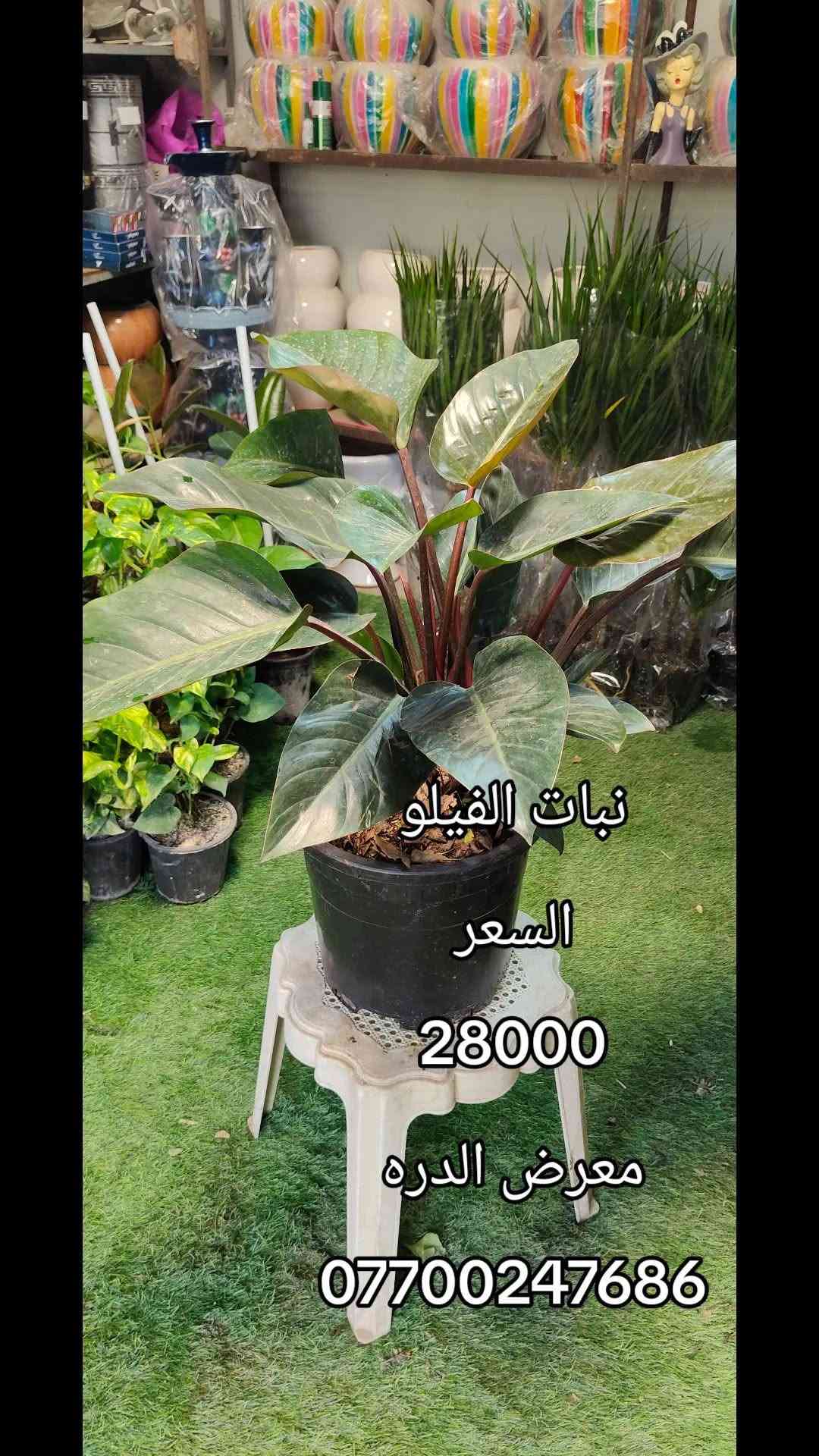 نبات فيلو • معرض الدره • مشتل فارس الشمري