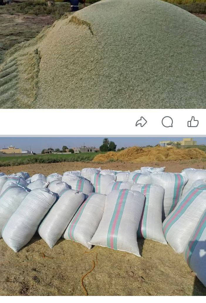 السلام عليكم ورحمه الله وبركاته/من رخصة المسؤل يوجد تبن جت درجه اولى وزن الشل من 35الى40/كيلو تبن جت صافي وبيه طك بزر وصافي مابيه اي خلط حشيش اوغيرشي العدد200/شل السعر8500/المكان قرية البيضه الاتصال على الرقم ***********

