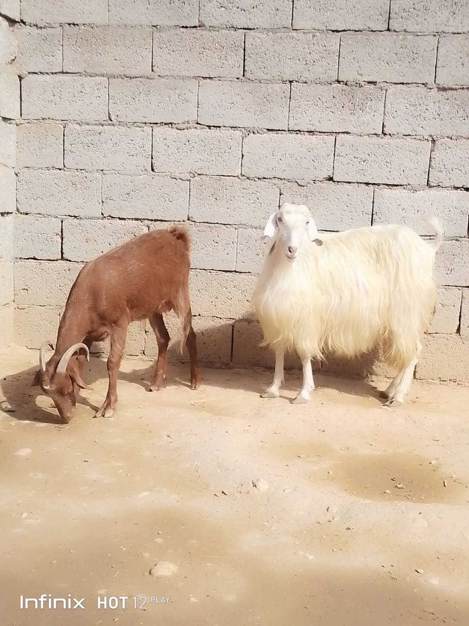 انفينكس هوت12 بلاي • حيل فتايه • القائم الكرابله