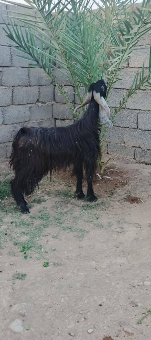السلام عليكم
متاح جوز جدايه  عارضيات رقم واحد 1⃣ السعر مناسب 480 ثنينهن  الشراي اتصل وتدلل المكان الشرقاط قريت شكراً  ***********
