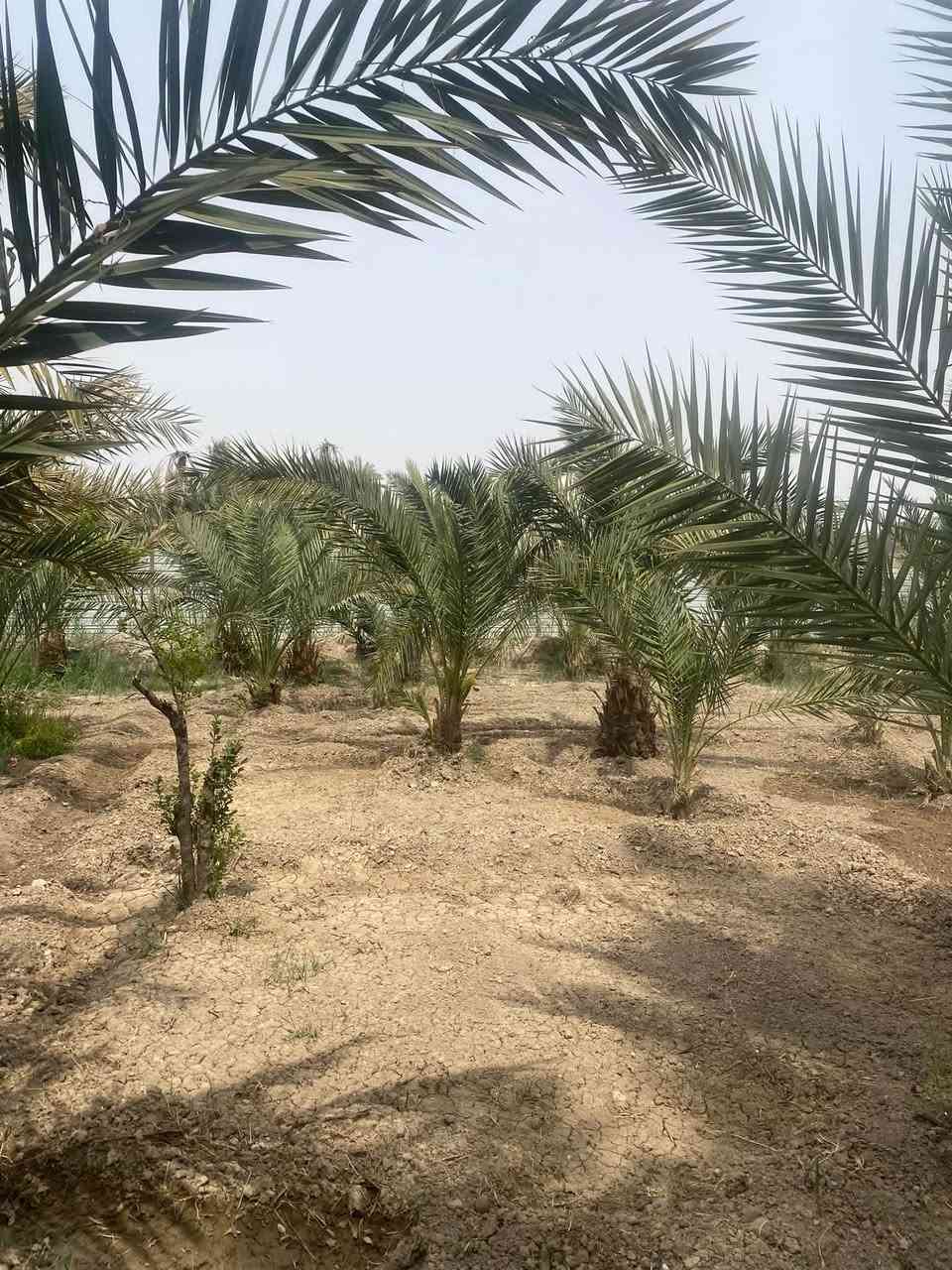 ١ دونم • شط العرب • ٨٠ نخلة