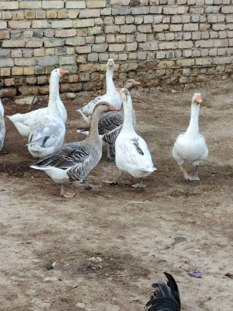 بطوط • زوج • طريق المجر