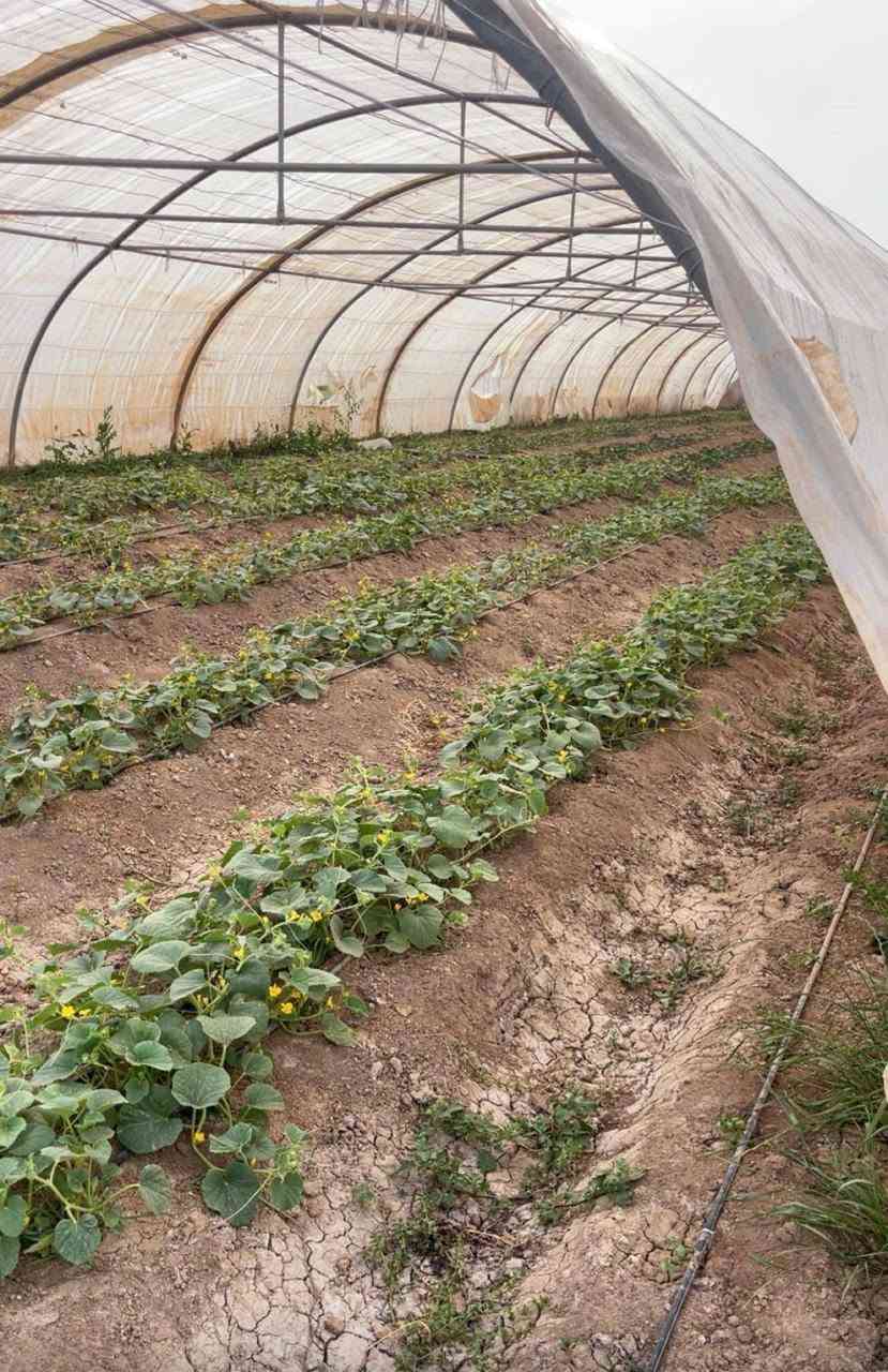 السلام عليكم للبيع ارض زراعية نشطة جدا  سند 25 طابو زراعي موقعها اليوسفية بير الحمام (خشوم حلان)☝️قرب السريع الدولي تبعد عن بغداد 10دقايق مساحتها دونمين وتباع دونم واحد حسب طلب الارض مستصلحة ماءالسقي وماء اسالة وكهرباء وتبليط قرب شارع العام الرئيسي الدولي  واجهة 57نزال 88 حدودها طبيعية🌴 للاستفسار اكثر اتفضل  ***********  وتس اب
